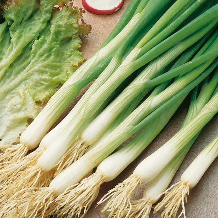White Lisbon Onion Seeds - Heirloom Bunching Onions, 60 Days, Open-Pollinated
