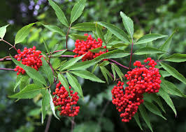 Red Elderberry Cuttings - 10 Unrooted Sambucus racemosa Starter Plants