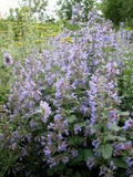 Catnip Seeds (Nepeta cataria) - 1,000 Seeds, Perennial Herb, Non-GMO
