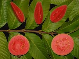 Ruby Supreme Guava Seeds – Pink-Fleshed Guava (Psidium guajava) | 50+ Seeds, Fast-Growing