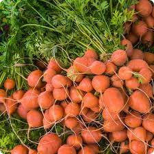 Parisian Carrot Seeds - Heirloom Round Carrots, Non-GMO, 60 Days to Harvest