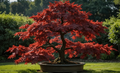 Bloodgood Japanese Maple Seedlings (Acer palmatum) - 3 Dormant Bare-Root Small Seedlings for Bonsai & Gardens