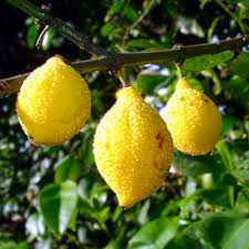 Bumpy Lemon Charichuelo (Garcinia madruno) Starter Plant Seedling 12-24"