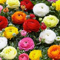 Ranunculus Appleblossom Mix Bulbs - 10 Starter Bulbs (Pink, Red, White) Zones 8-11
