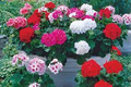 Organic Geranium Regal Pelargonium Cuttings (3, 5-8") - Sun-Loving, Starter Plant