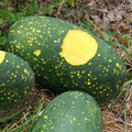 Moon & Stars Watermelon Seeds - Heirloom, Non-GMO, 100 Days to Maturity