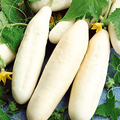 White Wonder Cucumber Seeds - Heirloom, Bitter-Free, Open Pollinated, 60 Days