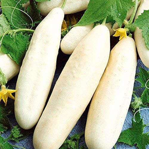 White Wonder Cucumber Seeds - Heirloom, Bitter-Free, Open Pollinated, 60 Days