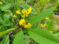 Gopherweed Seeds (Baptisia lanceolata) – 25 Seeds, Native Perennial for Pollinators