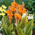 Canna Lily Pretoria Bengal Tiger Bulb - Orange Variegated Flowers, 4-6 ft, Zones 8-11