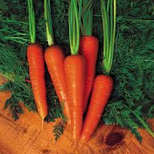 Moonraker Carrot Seeds - 1000+ White Heirloom, Sweet Crisp, 8-10 inch Roots