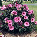 Pink Swamp Rose Mallow Seeds (Hibiscus moscheutos) - 20 Seeds, 6-9" Flowers