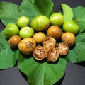 Spanish Tamarind (Vangueria madagascariensis) Live Starter Plant 12-24"
