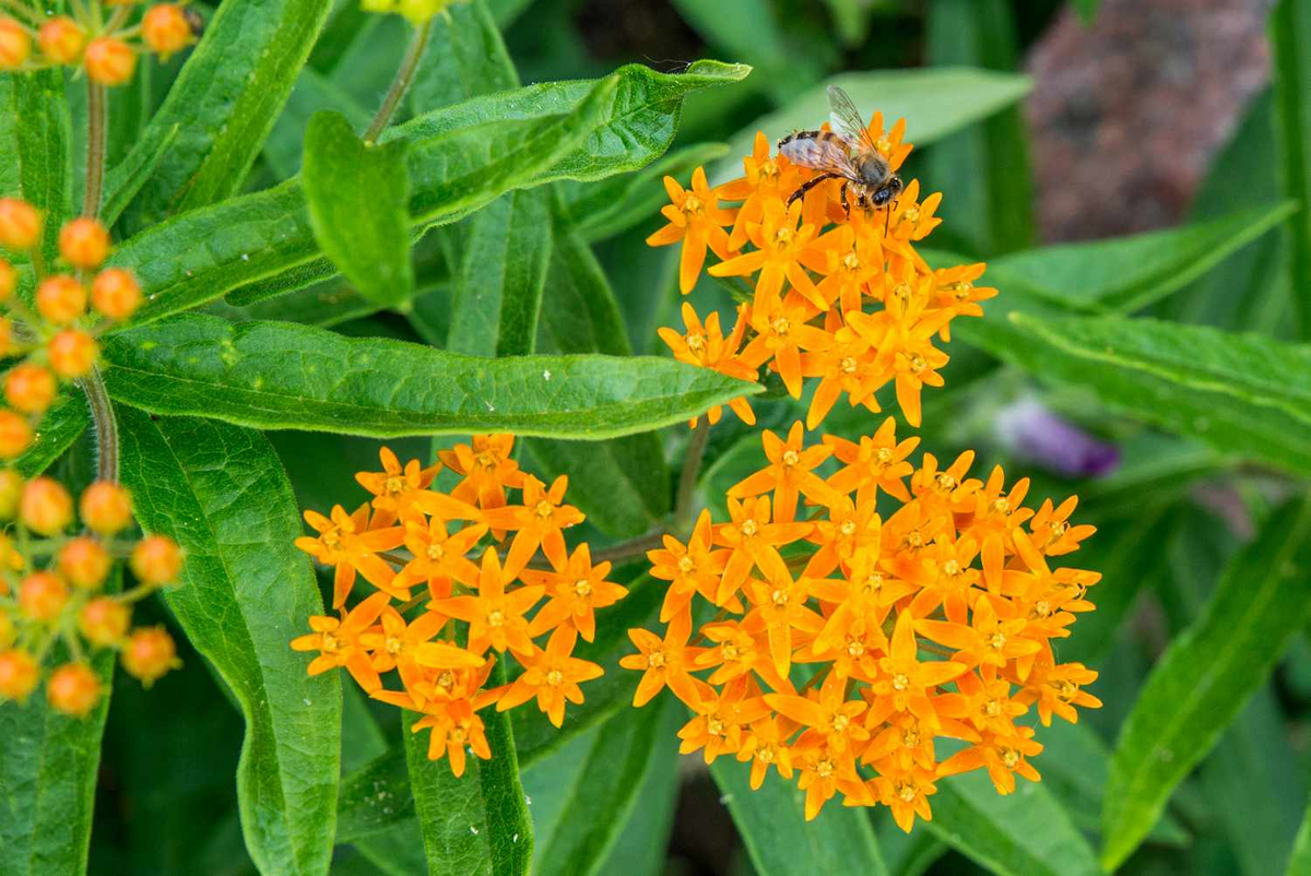 Butterfly Weed Plants Asclepias tuberosa Bare Root — 5 Perennial Monarch-Attracting