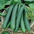 Metki Armenian Dark Green Cucumber Seeds - Heirloom, Non-GMO, 65 Days