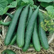 Metki Armenian Dark Green Cucumber Seeds - Heirloom, Non-GMO, 65 Days