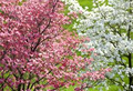 Florida Dogwood Seeds (Cornus florida) - 5 Seeds for Ornamental Tree with White to Pink Blooms