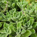 Plectranthus tomentosa (Vicks Plant) - 2 Bare Root Plants, 4" Tall, Fragrant Succulent