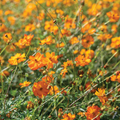 Bright Lights Cosmos Seeds - Non-GMO, Red/Orange/Yellow Blooms, Attracts Pollinators, 60 Days to Flower, Zones 2-10