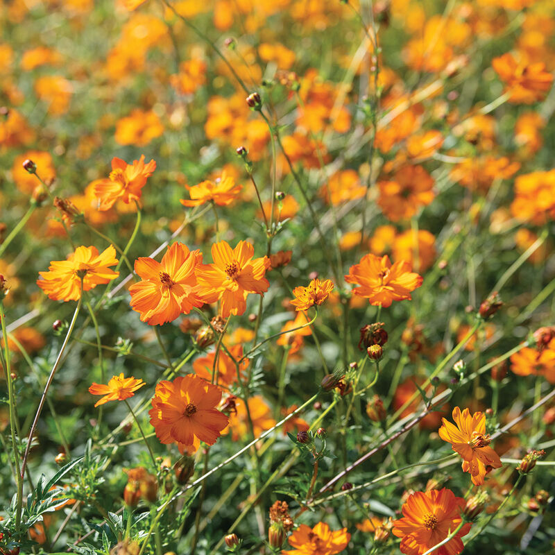 Bright Lights Cosmos Seeds - Non-GMO, Red/Orange/Yellow Blooms, Attracts Pollinators, 60 Days to Flower, Zones 2-10