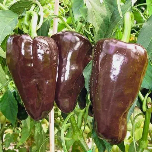 Mulato Isleno Poblano Pepper Seeds - Heirloom, Non-GMO, 75 Days, Zones 4-10