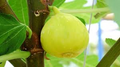White Marseilles Fig Seeds (Ficus carica) – 100+ Seeds for Home Garden