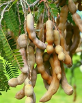 Sour Tamarind Starter Plant Seedling (Tamarindus indica) - 2'–3' Tall Live Fruit Tree