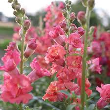 Antirrhinum majus Madame Butterfly Bronze Snapdragon Seeds - 1000+ Double-Petal Blooms