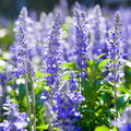 Hyssop Seeds - Heirloom Non-GMO Hyssopus officinalis, 12-24 Inch Perennial Herb, Direct Sow
