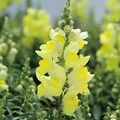 Candy Tops Yellow Snapdragon Seeds (Antirrhinum majus) - 1000+ Seeds, Compact, Bright Yellow Blooms