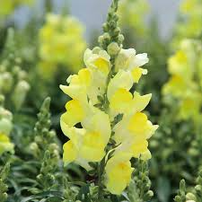 Candy Tops Yellow Snapdragon Seeds (Antirrhinum majus) - 1000+ Seeds, Compact, Bright Yellow Blooms