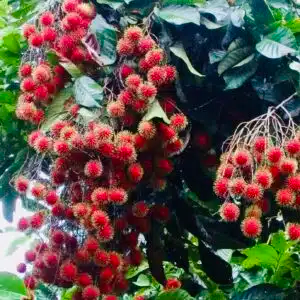 Grafted Rambutan Tree Nephelium lappaceum | 24-36" | Exotic Fruit-Bearing Starter Plant