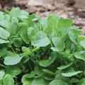 Upland Cress Seeds (Barbarea verna) - Heirloom, Non-GMO, Zones 3-9