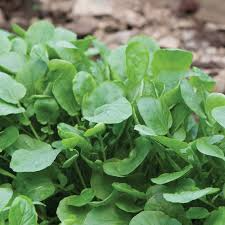 Upland Cress Seeds (Barbarea verna) - Heirloom, Non-GMO, Zones 3-9
