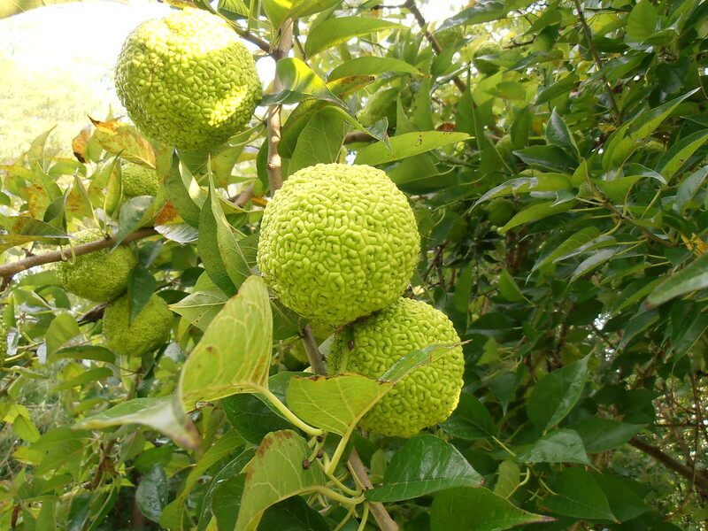 Osage Orange Tree Seeds (Maclura pomifera) – 50 Fresh Bois D'Arc Seeds, 8-15 ft Tall