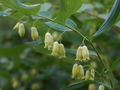 5 True Solomon's Seal Plants (Polygonatum biflorum) Bare Root Perennials - Shade-Loving Wildflowers