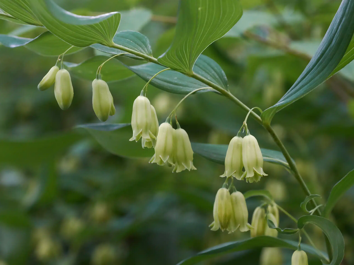 5 True Solomon's Seal Plants (Polygonatum biflorum) Bare Root Perennials - Shade-Loving Wildflowers