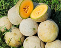 Edisto 47 Cantaloupe Seeds | Heirloom, Non-GMO | Disease-Resistant, 3-5 lb Fruit
