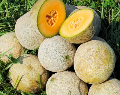 Edisto 47 Cantaloupe Seeds | Heirloom, Non-GMO | Disease-Resistant, 3-5 lb Fruit