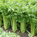 Giant Golden Pascal Celery Seeds - Non-GMO, 125 Days, Tall 18-24" Stalks
