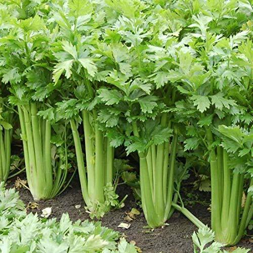 Giant Golden Pascal Celery Seeds - Non-GMO, 125 Days, Tall 18-24" Stalks
