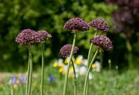 Allium Atropurpureum Bulbs - 6 Dark Purple Garlic Bulbs, Edible & Ornamental