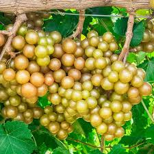 Scuppernong Grape Seeds (Vitis rotundifolia) - 5 Fresh Seeds for Muscadine Grapes