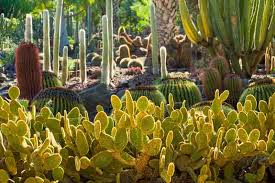 Opuntia Rufida Yellow Glochids Cactus Cutting (6-8 inches) - Bunny Ears - Starter Plant