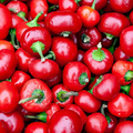 Large Cherry Hot Pepper Seeds (Capsicum annuum) – 250mg, Non-GMO, Mild-Medium Heat