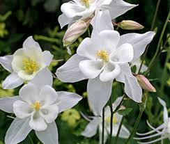 Crystal Star Columbine Seeds - Aquilegia caerulea, White, 24-32" Tall, Non-GMO, Zones 3-9