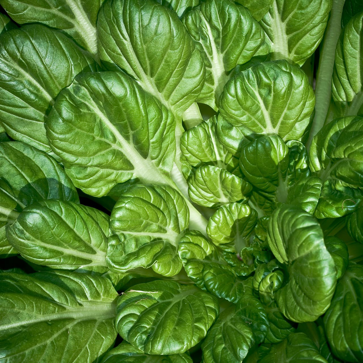 Pak Choi Tatsoi Seeds (500mg) - Heirloom, Non-GMO Brassica rapa var. narinosa