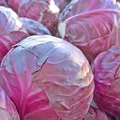 Cabbage Red Acre Seeds - Heirloom Brassica oleracea | 1g ~200 Seeds
