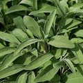 Broadleaf Sage Seeds - 150 Non-GMO Heirloom Culinary Perennial (Salvia officinalis) + Deer Resistant