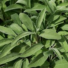 Broadleaf Sage Seeds - 150 Non-GMO Heirloom Culinary Perennial (Salvia officinalis) + Deer Resistant